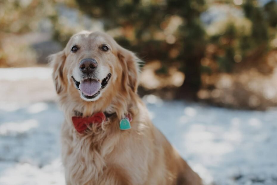 golden retriever boyfriend